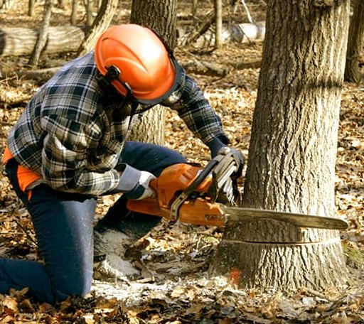 Tree Removal in Bingham, IL